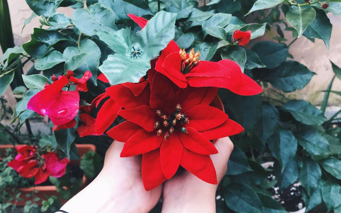 Así puedes cuidar tu flor de Nochebuena para que luzca increíble en Navidad,  te decimos algunos tips para que tu plantita dure más tiempo - Diario de  Xalapa | Noticias Locales, Policiacas,