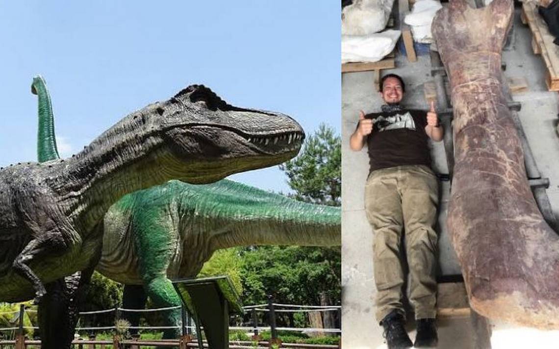Tiranosaurio Rex no fue el más grande, hallan la especie más grande que  estuvo sobre la Tierra - Diario de Xalapa | Noticias Locales, Policiacas,  sobre México, Veracruz, y el Mundo