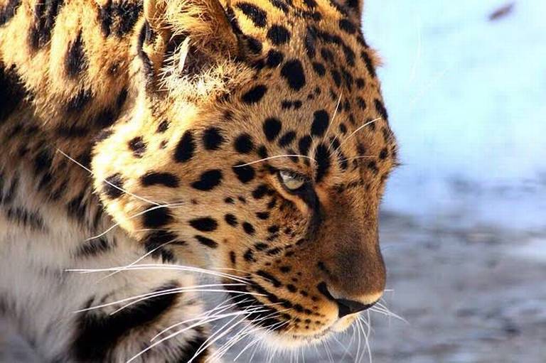 Snow Leopard Mujer Leopardo De - Foto gratis en Pixabay - Pixabay