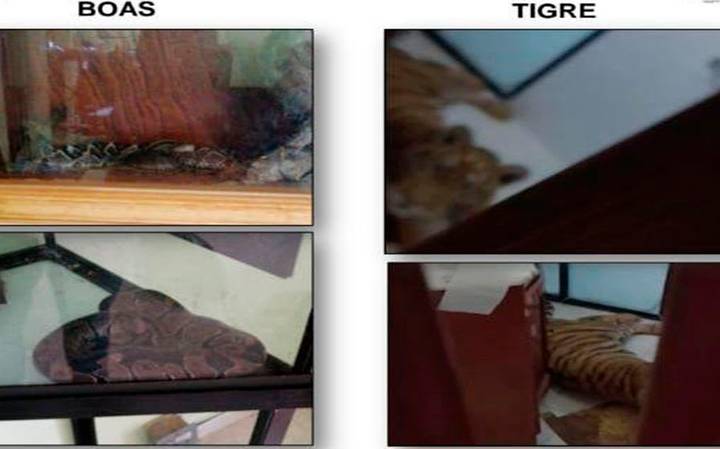 Capturan a cinco personas con armamento en Tuxpan; tenían animales exóticos