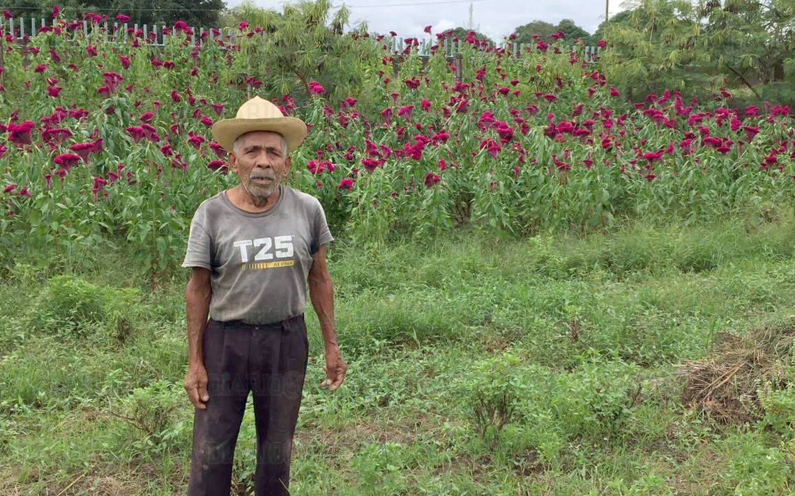 Campesinos tradición siembra de flor de muerto halloween moco de pavo -  Diario de Xalapa | Noticias Locales, Policiacas, sobre México, Veracruz, y  el Mundo