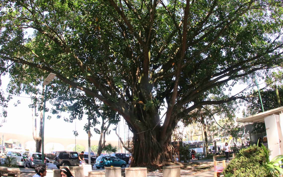 Los árboles más antiguos de Xalapa: la guía - Diario de Xalapa | Noticias  Locales, Policiacas, sobre México, Veracruz, y el Mundo