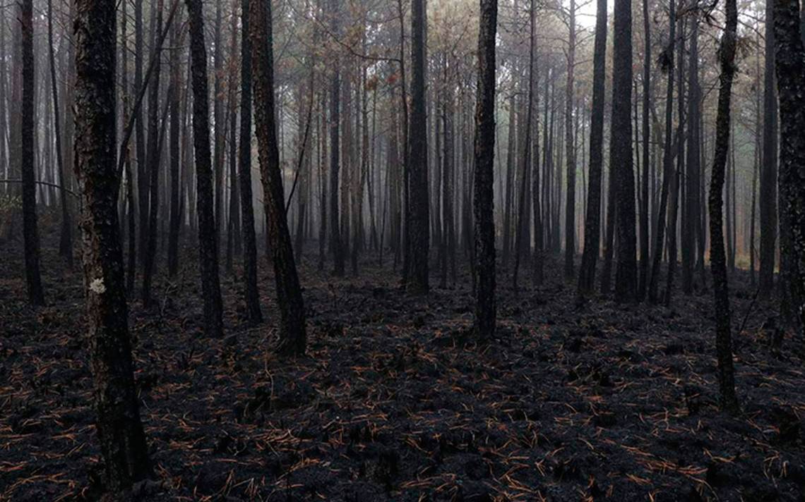 Incendios forestales en Veracruz 2023: ¿cuántos están activos?  Datos de PC – Diario de Xalapa