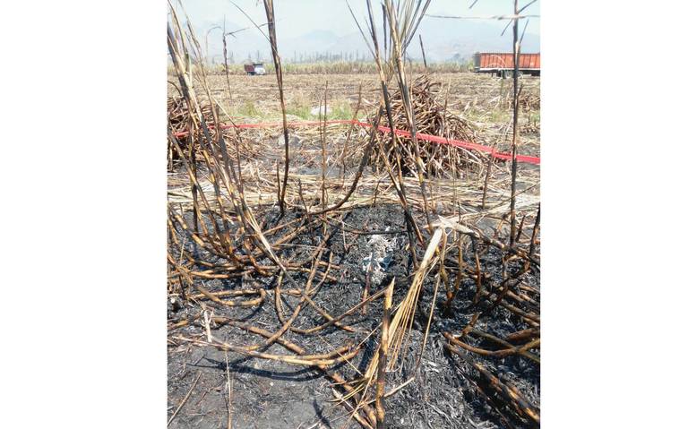 Veracruz: Halla RESTOS HUMANOS tras quema de cañal en Actopan. Noticias en tiempo real